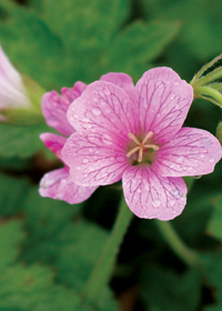 Geranium x oxonianum 'Claridge Druce'